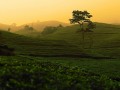 tea fields