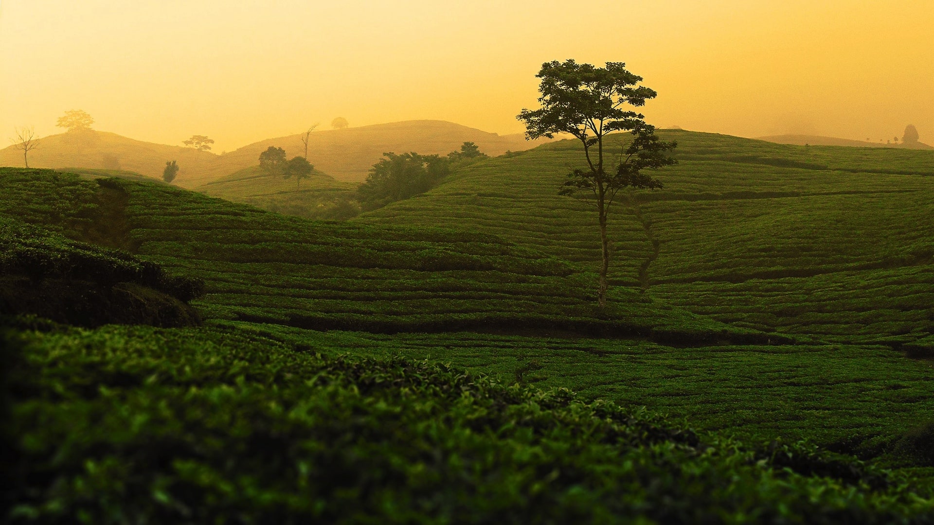 tea fields