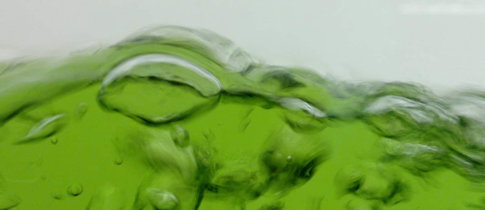 Treating Hepatitis C with Chlorella