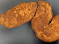 Paleoexcrementos: qué podemos aprender de las heces fosilizadas