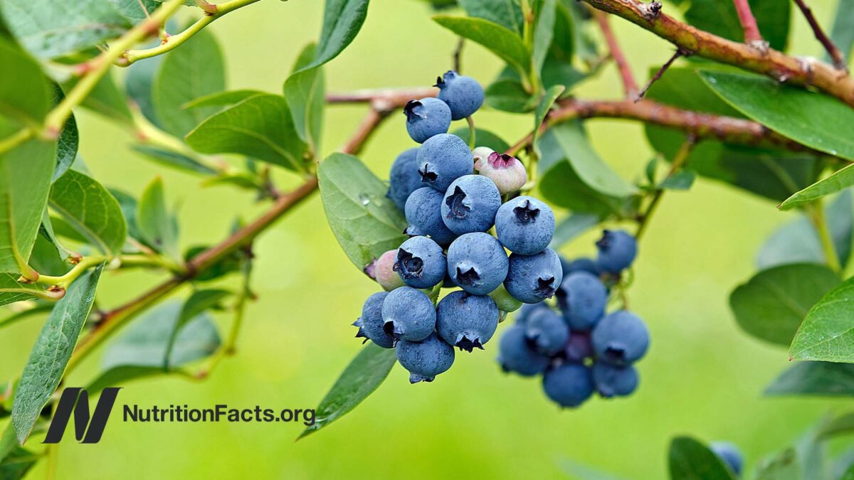blueberries on a bush