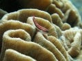 small fish in front of coral
