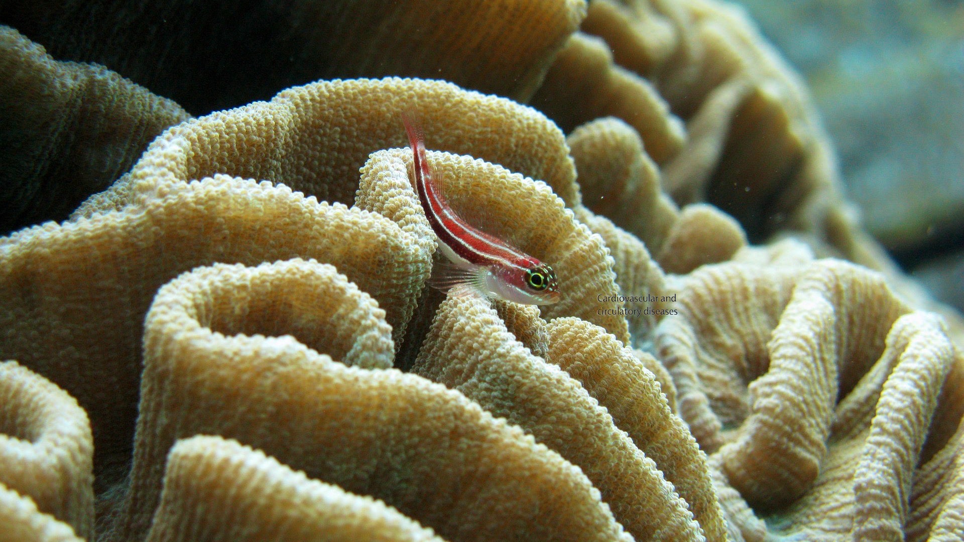 small fish in front of coral