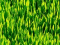 Wheatgrass Juice for Ulcerative Colitis