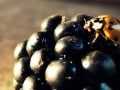 close-up of a blackberry with a ladybug on it