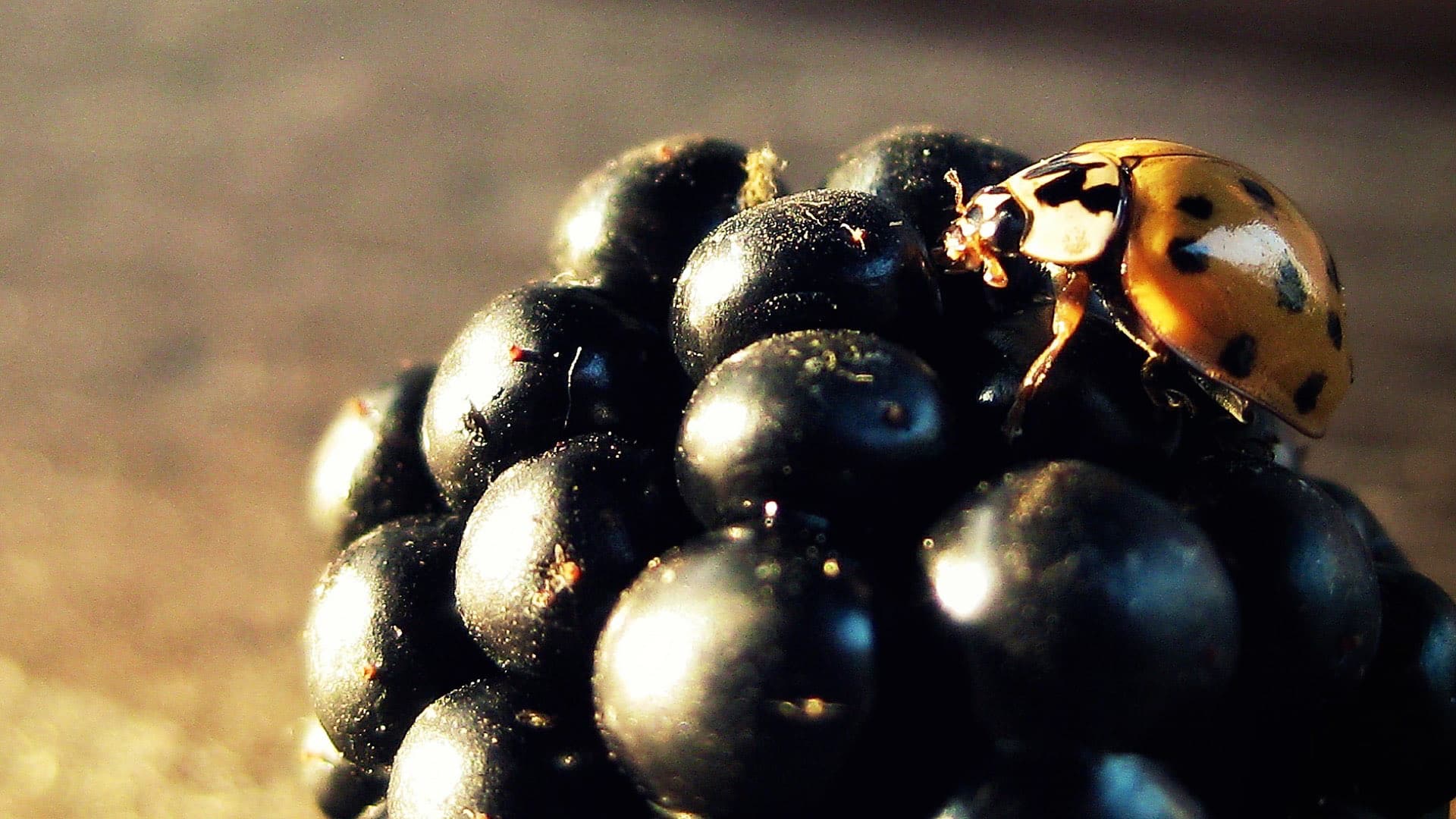 close-up of a blackberry with a ladybug on it