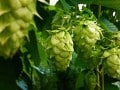hop plants