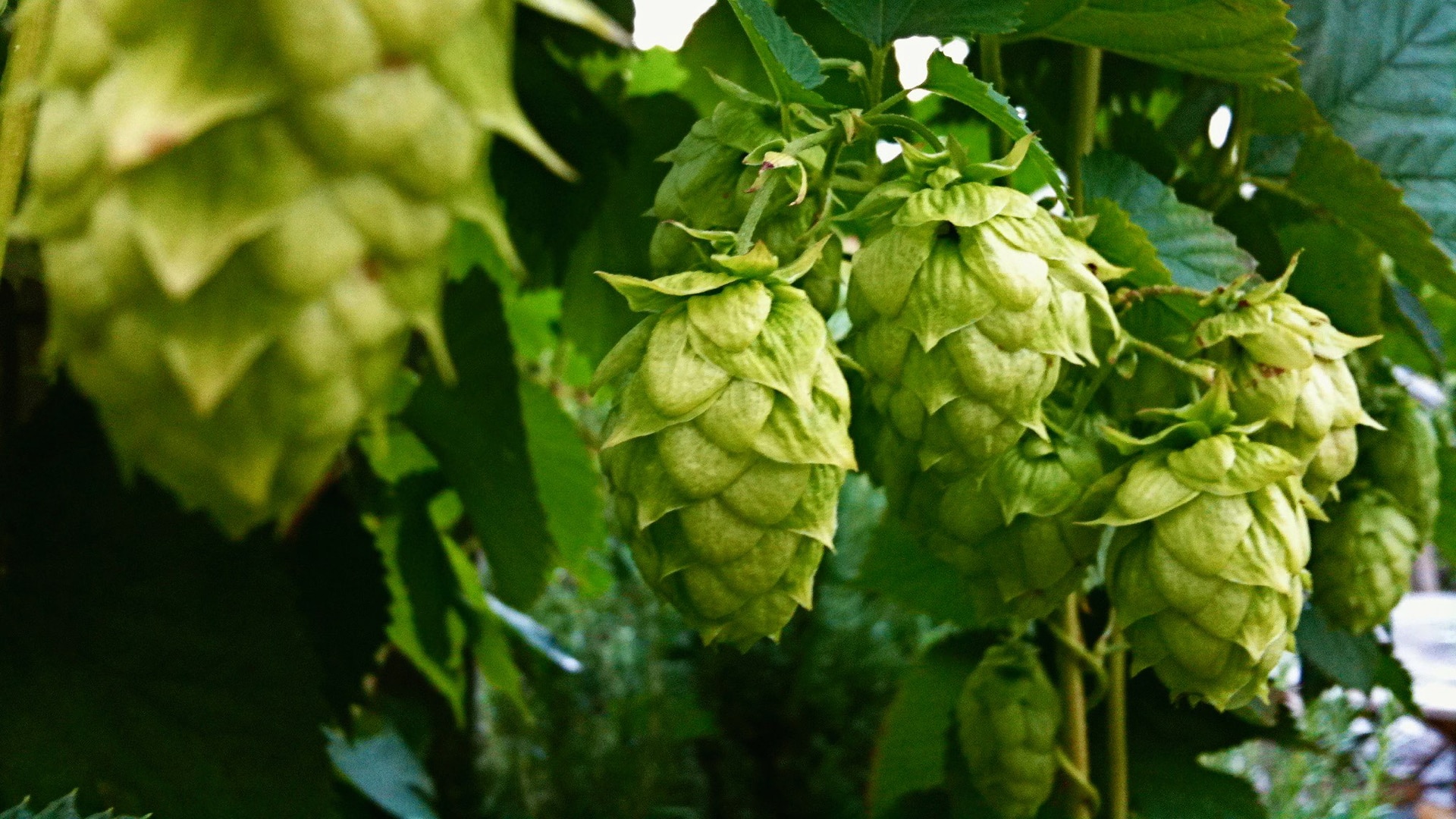 hop plants