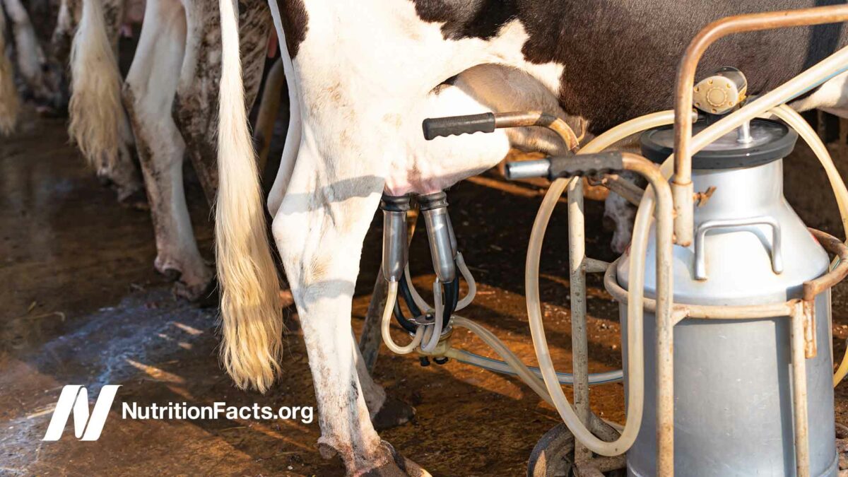 closeup of cow at milking station