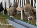 cows in pens