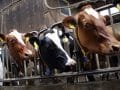 ¿Es infecciosa la leucemia bovina en la leche?