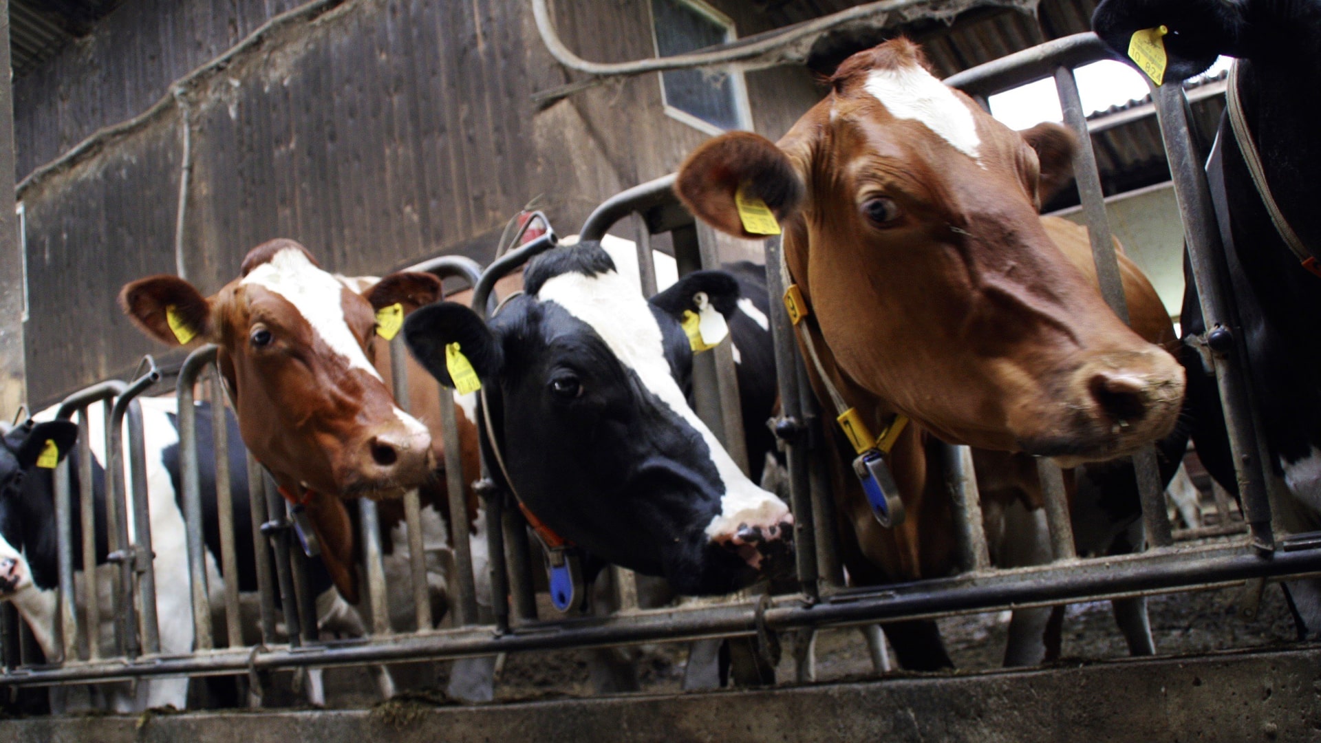 ¿Es infecciosa la leucemia bovina en la leche?
