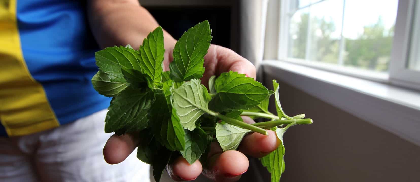 person holding a bunch of mint leaves