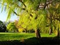 park with green grass and trees
