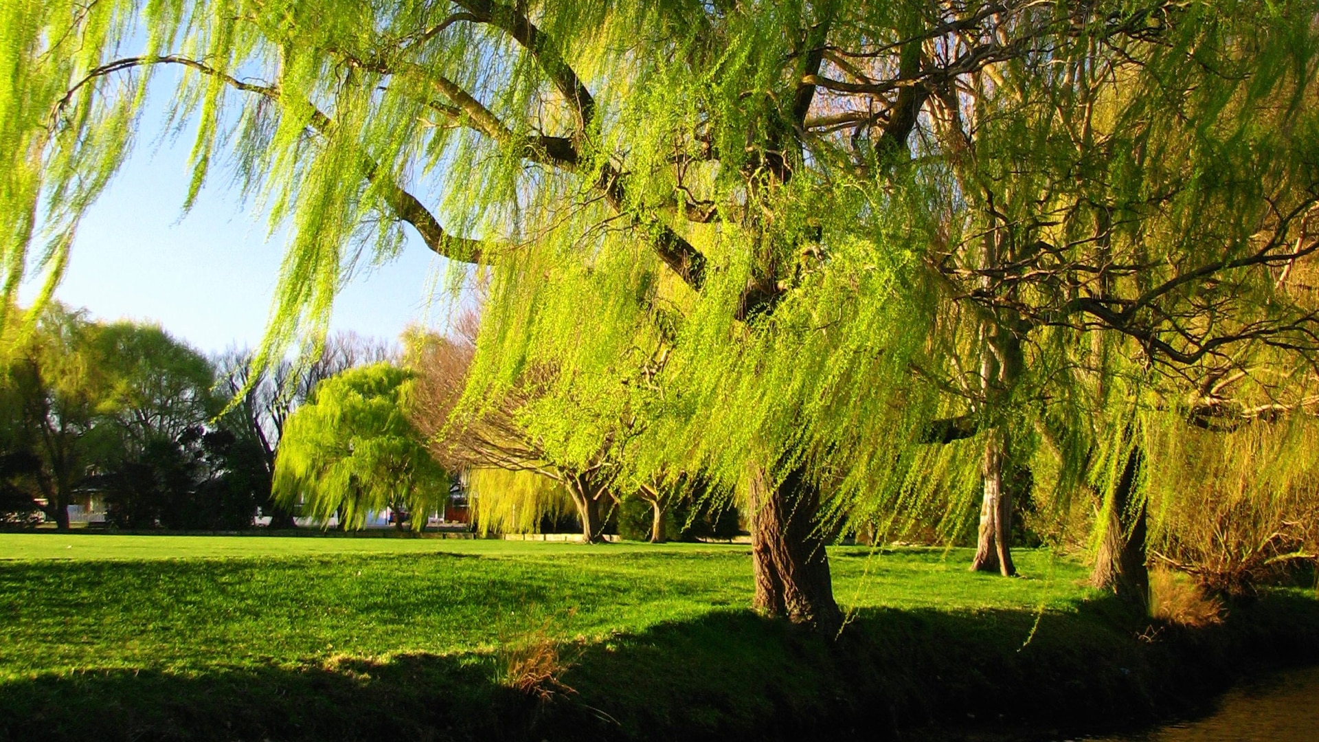 park with green grass and trees