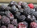 Los suplementos de frambuesa negra puestos a prueba