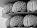 rows of model brains