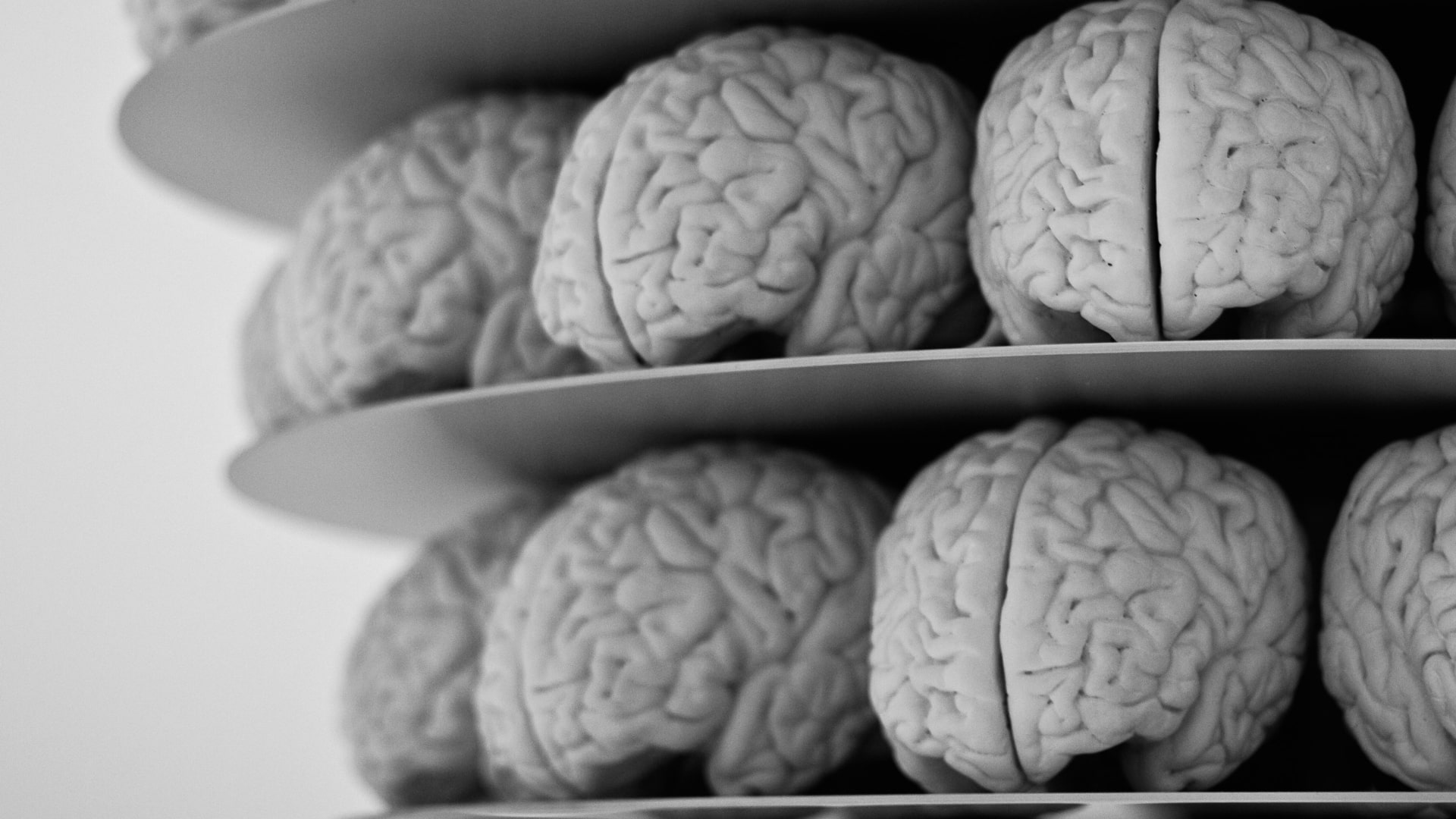 rows of model brains
