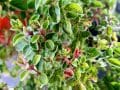 marjoram plant