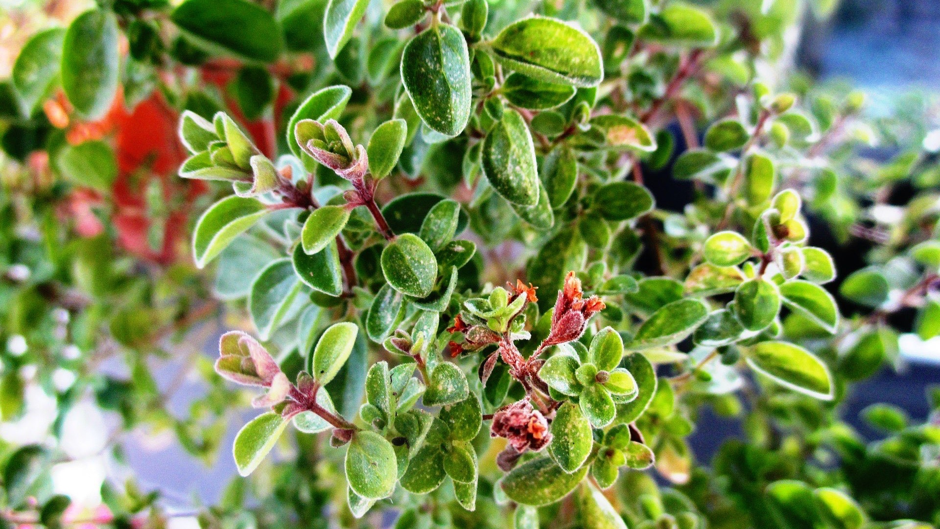 marjoram plant