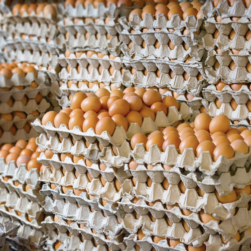 American Egg Board