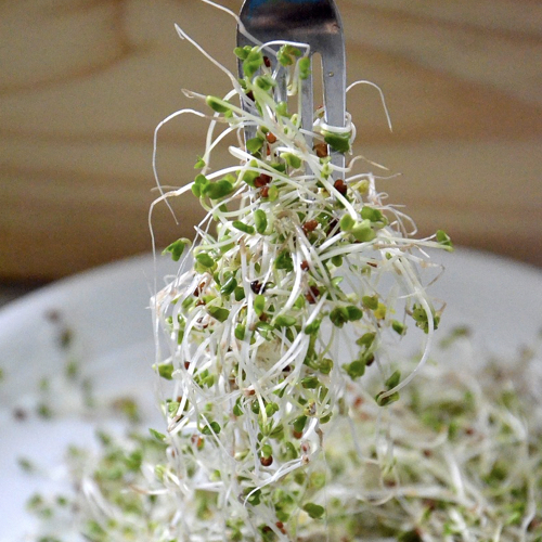 Broccoli Sprouts