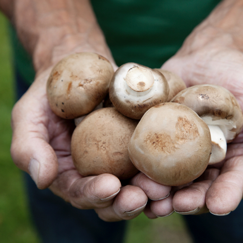 Mushrooms