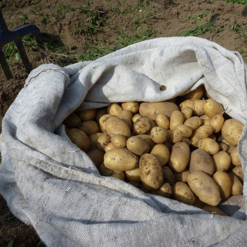 Potatoes