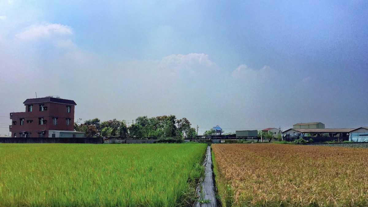 rice crops