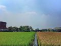 rice crops