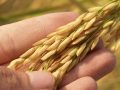 How Much Arsenic in Rice is Too Much?