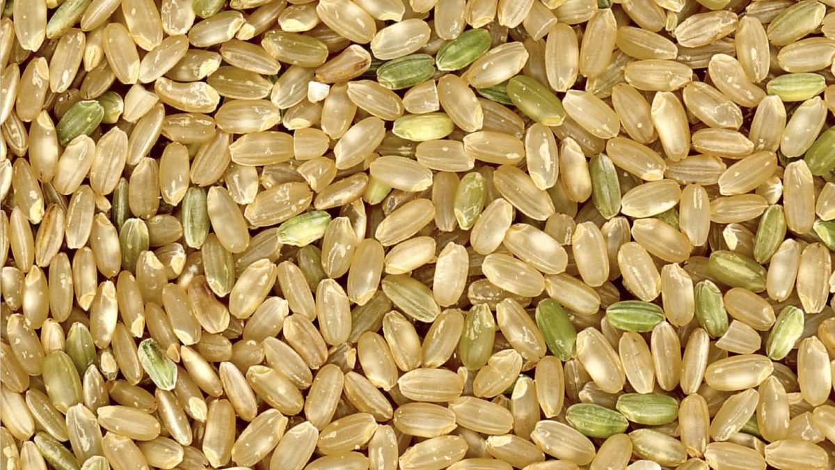 dried rice grains
