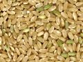 dried rice grains