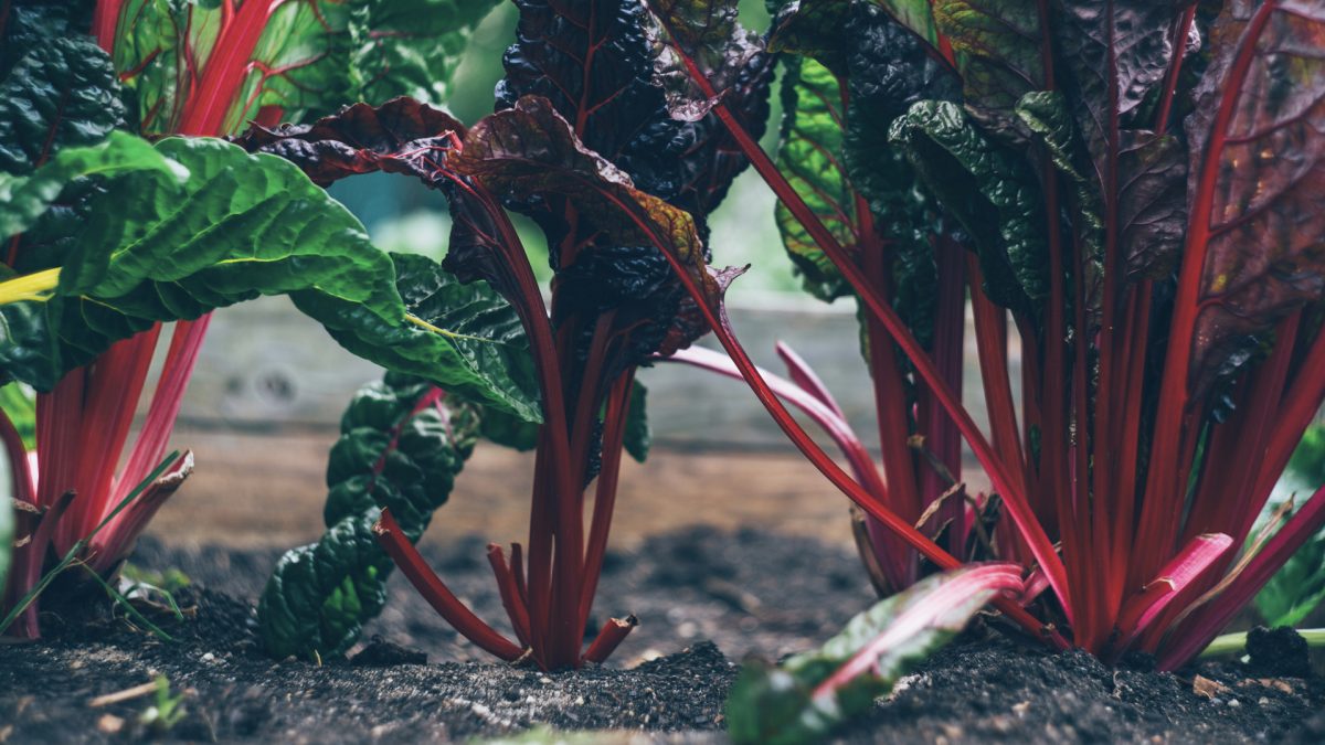 beet plants in a garden