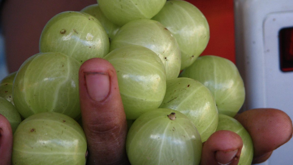indian gooseberries