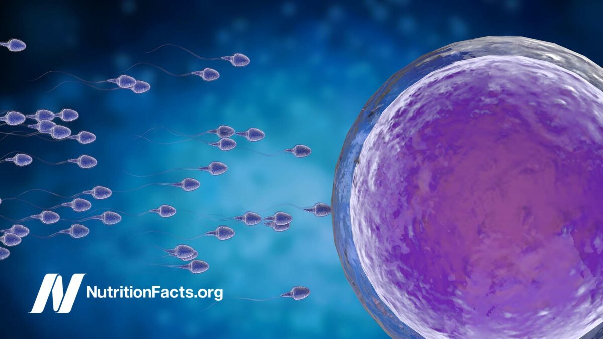 illustration of sperm and egg