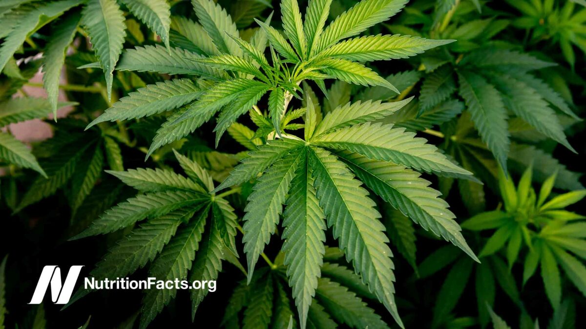 marijuana plant
