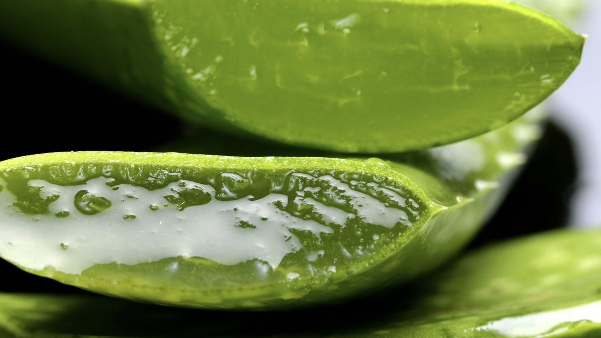 Is Aloe Effective for Blood Pressure, Inflammatory Bowel, Wound Healing and Burns?