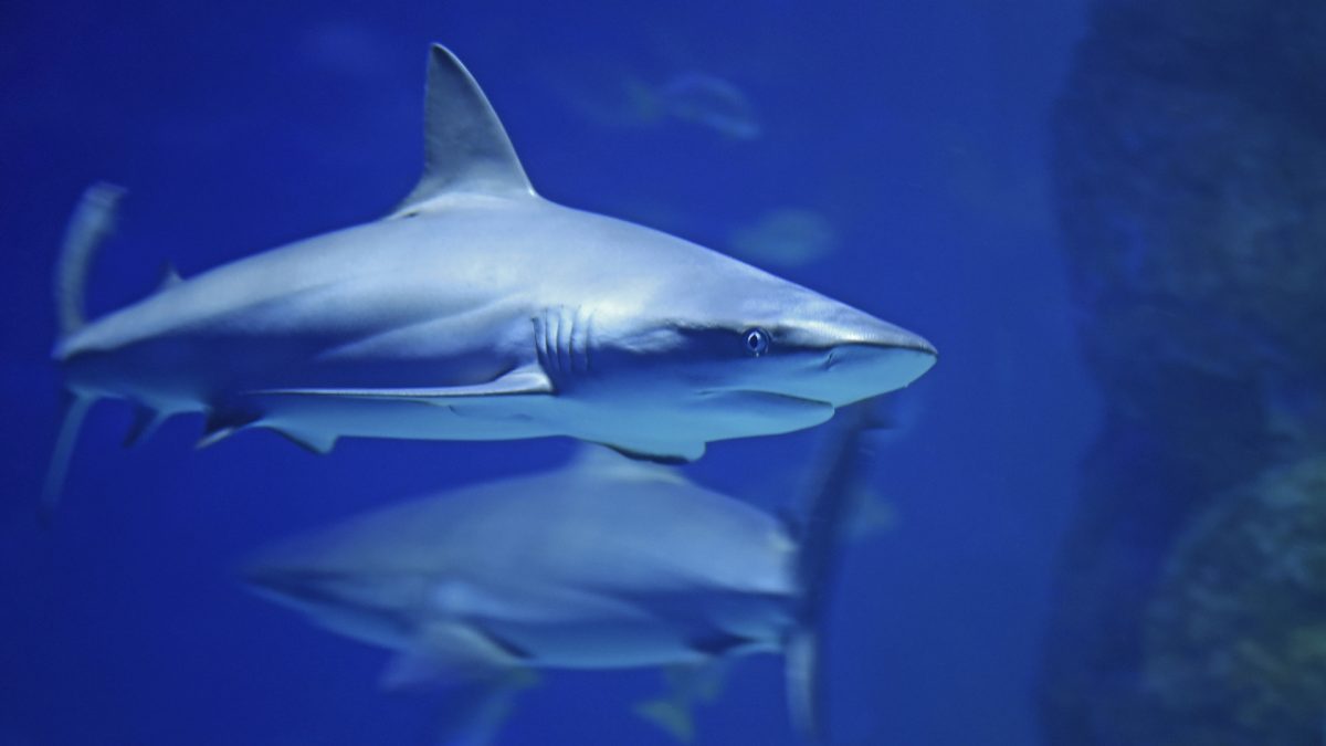 Shark Cartilage Supplements Put to the Test to Cure Cancer