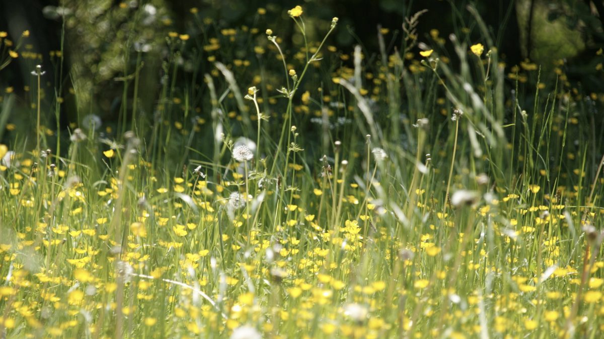 wild flowers