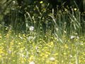 wild flowers