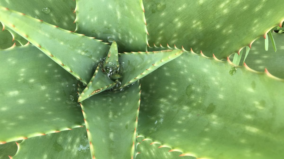 Is Aloe Vera Gel the Best Treatment for Lichen Planus?