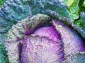 Benefits of Cabbage Leaves on the Knee for Osteoarthritis