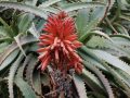 Can Aloe Cure Cancer?
