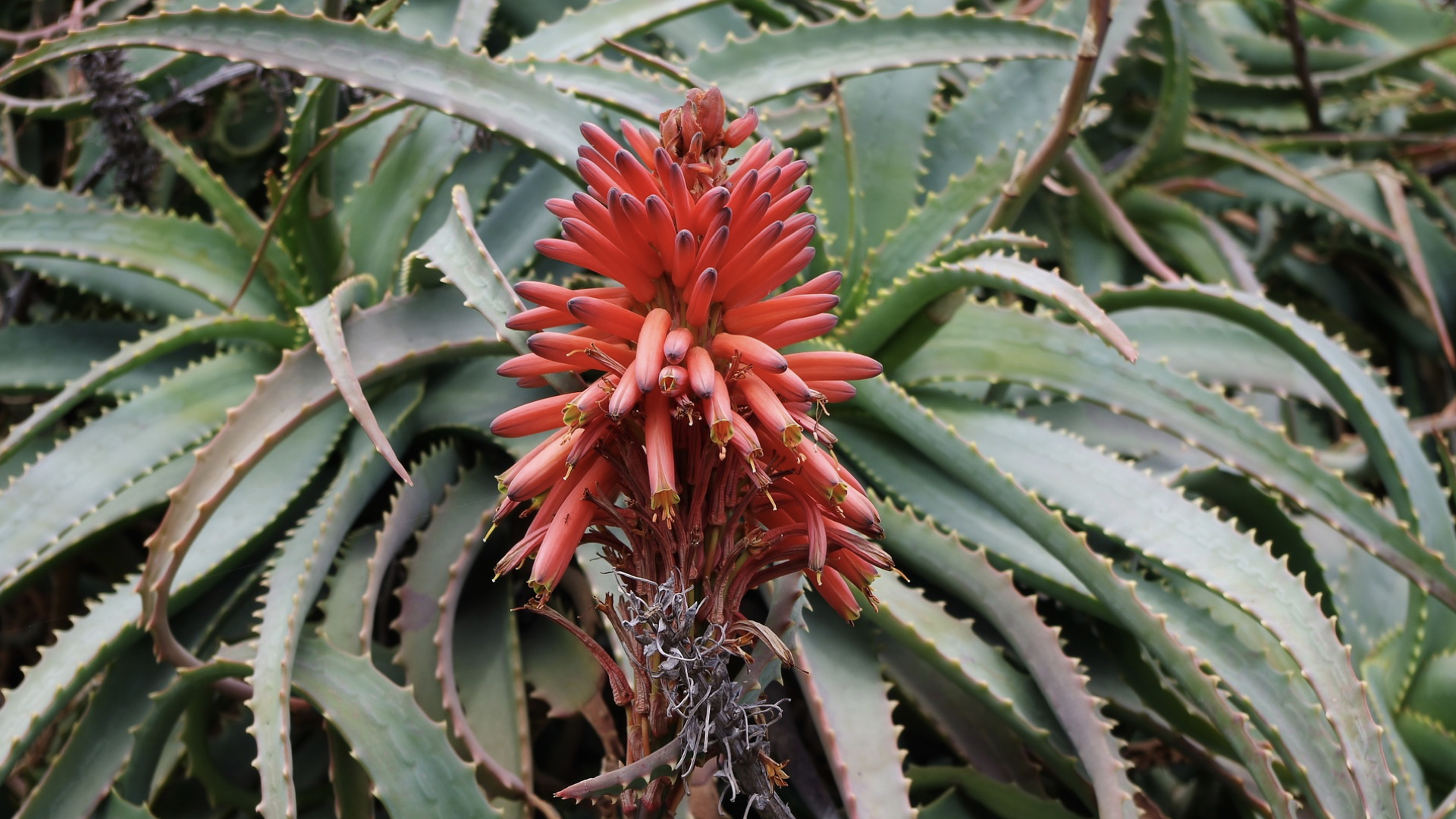 Can Aloe Arborescens Cure Cancer?