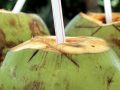 three coconuts with straws sticking out of them