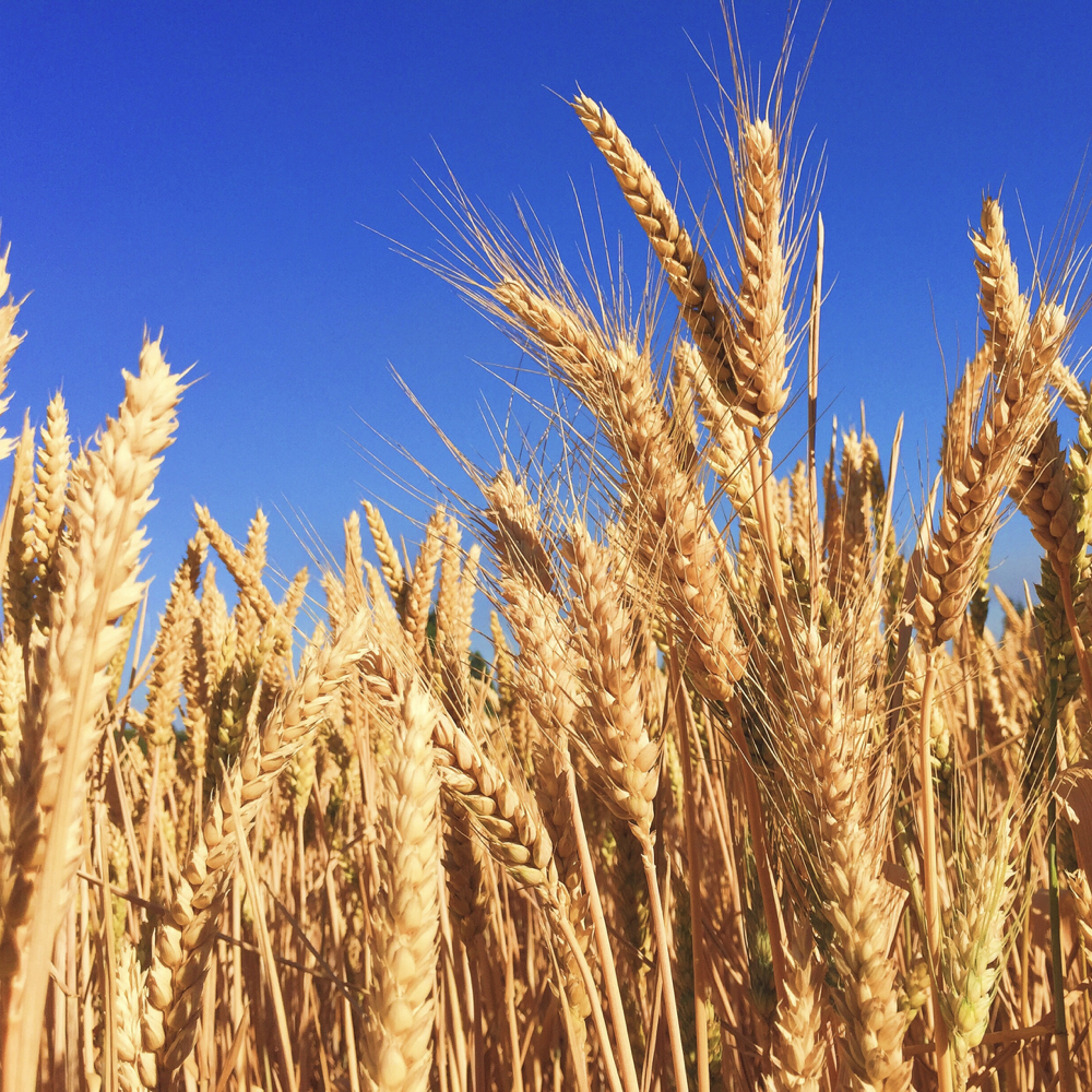 Grains