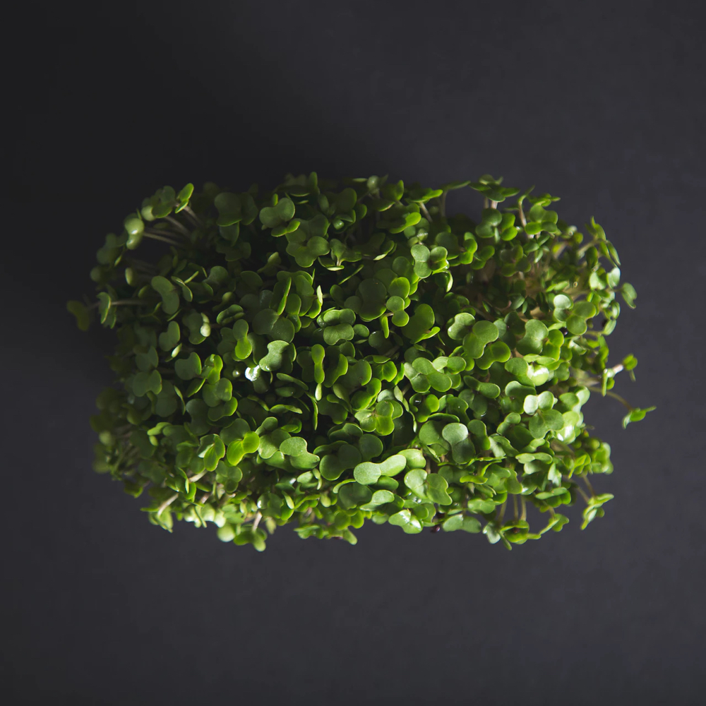 Nutrient Absorption