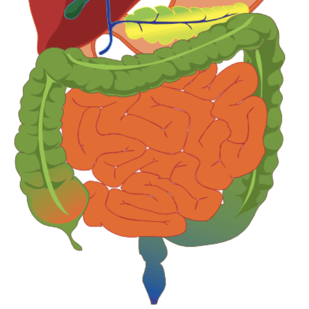 Salud Del Colon