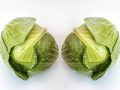 Benefits of Cabbage Leaves for Relief of Engorged Breasts